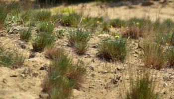 droogte