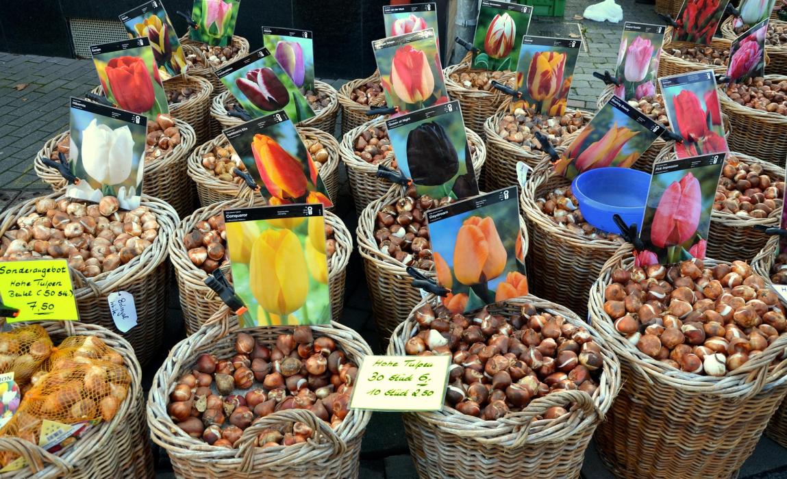 lente bloembollen
