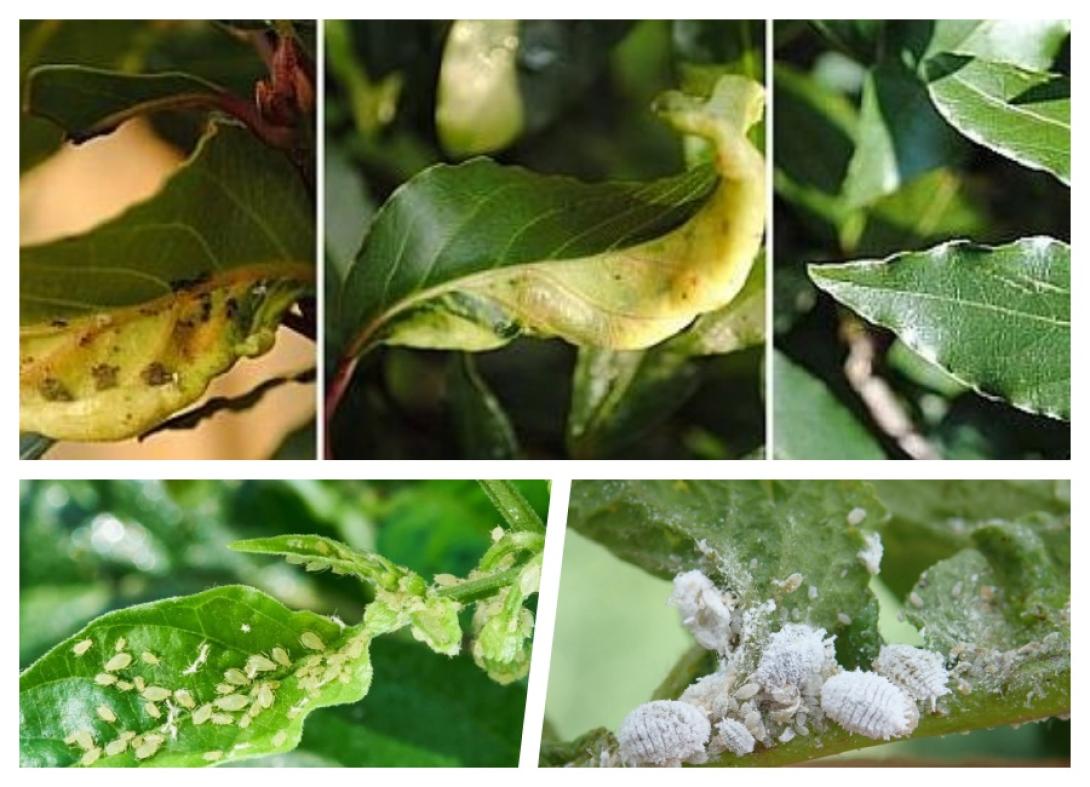 plantenkwaaltjes
